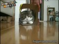 Funny Fat Cat Playing with Box