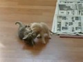Cute Cat Fight!
