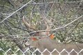 Quick Clip 6. Rut Crazed Non Typical Buck ONLY on HawgNSonsTV!