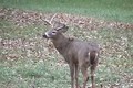 Quick Clip 3. Nov 8 Big Whitetail Buck ONLY on HawgNSonsTV!