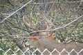 Quick Clip 5. Rut Crazed Non Typical Buck ONLY on HawgNSonsTV!