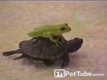 Toad Takes Wild Turtle Ride