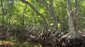 Malaysias Regenwald - Stroeme des Lebens