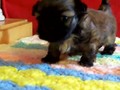 Stain Glass Shih Tzu Puppies For Sale
