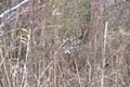Quick Clip 7 Grunting Whitetail Buck ONLY on HawgNSonsTV!