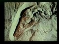 The Fossil Record by Dr. Don Patton Ph.D.