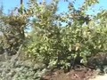 Yoko Ono's Wish Tree & Garden-Pasadena-Part 3-Unique News