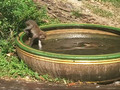 songkhla swimming monkey
