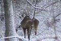 Quick Clip 7...December 1 Whitetail Bucks ONLY  on HawgNSons TV!