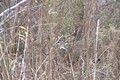 Quick Clip 6 Grunting Whitetail Buck ONLY on HawgNSonsTV!