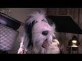 Dog Show USA Webisode 2