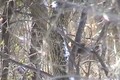 Quick Clip 9 December 4 Whitetail Buck ONLY on HawgNSonsTV!