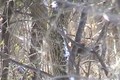 Quick Clip 8 December 4 Whitetail Buck ONLY on HawgNSonsTV!