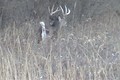 Quick Clip 10...Dec. 5 Big Winter Whitetail Buck ONLY on HawgNSonsTV!
