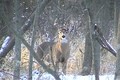 Quick Clip 11 Dec.5 Whitetail Buck ONLY on HawgNSonsTV!