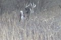 Quick Clip 9...Dec. 5 Big Winter Whitetail Buck ONLY on HawgNSonsTV!