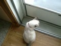 Powder Really Wanting to go Outside.
