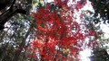 古代の森　小国神社の紅葉