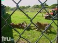 The Smoking Gun Presents - Whoa There, Tiger - from truTV.com