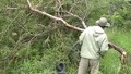 Africa Clip 11 Guide Chops Trees