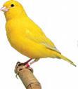 Singing canary