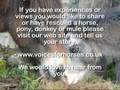 Voices For Horses Rescue Foal
