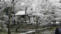 Kyoto winter
