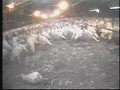 Turkey Farm Investigation