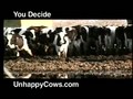 Happy Cows?