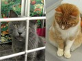 Cruelty to Cats at Univ. of Colorado at Denver and Health Sciences Center