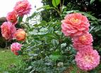 Lulu's English Rose Garden