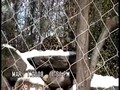 Snow Video (02-27-08) + Zoo Trip (03-01-08)
