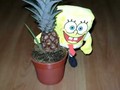 SpongeBob with bonsai pineapple by gyber15