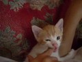 Kitten Teething