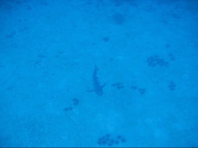 Thailand Scuba Diving: Shark in the sea !