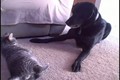 Dog Vrs. Cat Ultimate Smackdown!