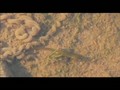 Funky Zoo:  103 - Funky Salamander