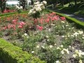 NZ Botanical Garden