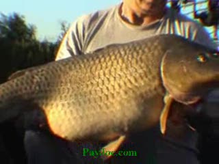carp fishing tackle Payjoe