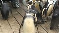 Visit Devon - Daisy visits the penguins