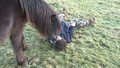 Daisy meets the Dartmoor ponies 