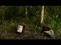 Orangutan Island - The Milk Bucket