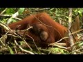 Orangutan Island - Daily Rituals