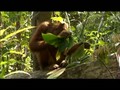 Orangutan Island - Inventive Orangutans