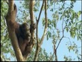 Orangutan Island - Self-Comforting Behavior