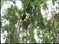 Orangutan Island - Filming Orangutans