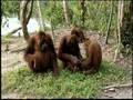 Orangutan Island - Saturnus: Ladies Man?