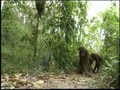 Orangutan Island - Walking Upright