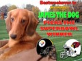 BWE.TV Presents James The Dog Picks The Superbowl WInner