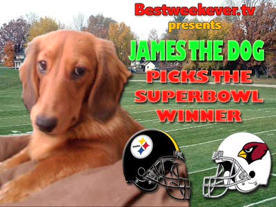 BWE.TV Presents "James The Dog Picks The Superbowl WInner"